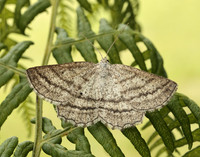 70.295 BF1970 Grass Wave Perconia strigillaria