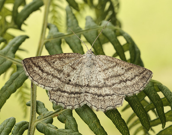 70.295 BF1970 Grass Wave Perconia strigillaria