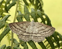 70.295 BF1970 Grass Wave Perconia strigillaria