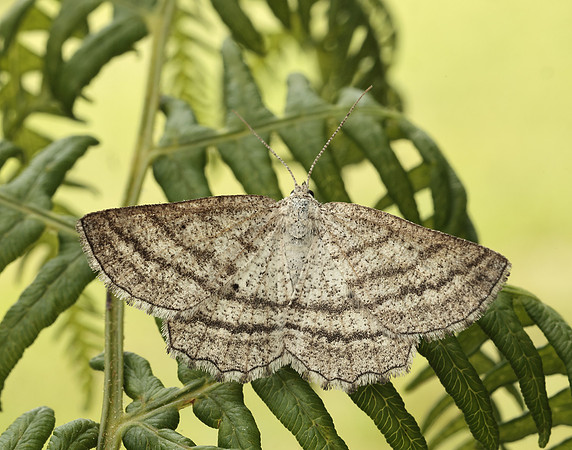 70.295 BF1970 Grass Wave Perconia strigillaria