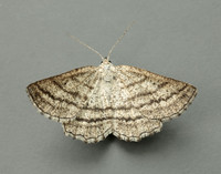 70.295 BF1970 Grass Wave Perconia strigillaria