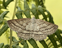 70.295 BF1970 Grass Wave Perconia strigillaria