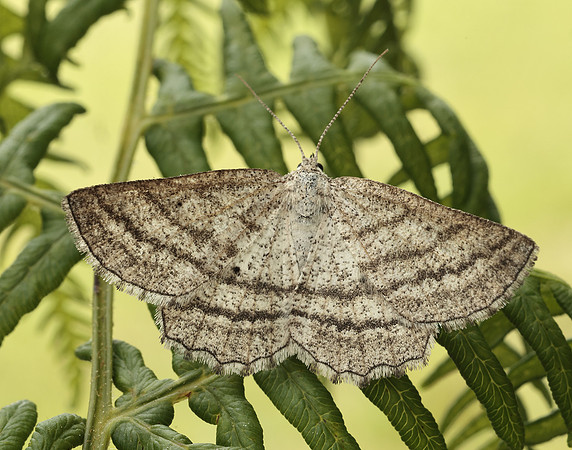 70.295 BF1970 Grass Wave Perconia strigillaria