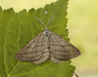 70.295 BF1970 Grass Wave Perconia strigillaria