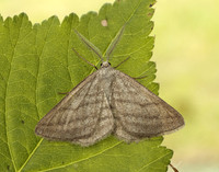 70.295 BF1970 Grass Wave Perconia strigillaria