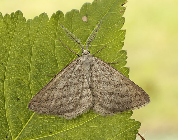 70.295 BF1970 Grass Wave Perconia strigillaria