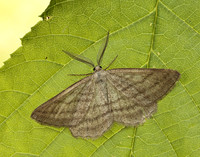 70.295 BF1970 Grass Wave Perconia strigillaria