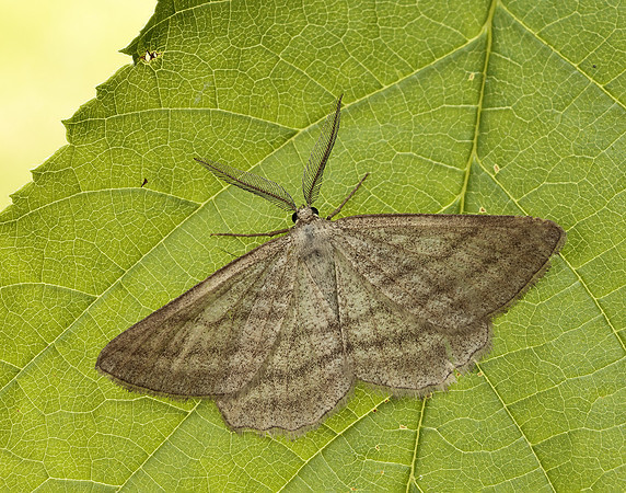 70.295 BF1970 Grass Wave Perconia strigillaria