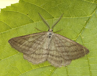 70.295 BF1970 Grass Wave Perconia strigillaria