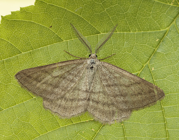 70.295 BF1970 Grass Wave Perconia strigillaria