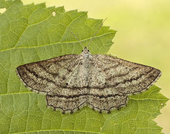 70.295 BF1970 Grass Wave Perconia strigillaria