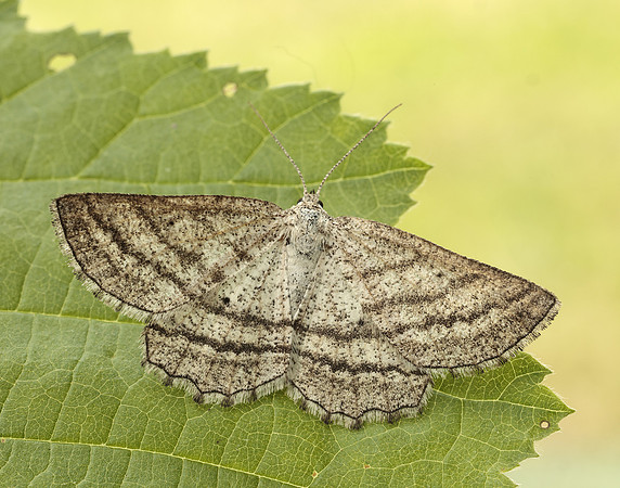 70.295 BF1970 Grass Wave Perconia strigillaria