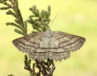 70.295 BF1970 Grass Wave Perconia strigillaria