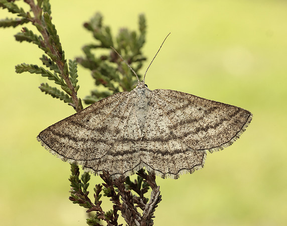 70.295 BF1970 Grass Wave Perconia strigillaria