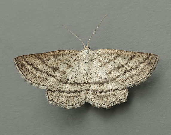 70.295 BF1970 Grass Wave Perconia strigillaria