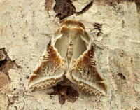 65.009 BF1653 Buff Arches Habrosyne pyritoides