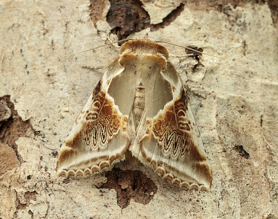 65.009 BF1653 Buff Arches Habrosyne pyritoides