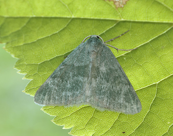 70.297 BF1665 Grass Emerald Pseudoterpna pruinata