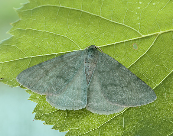 70.297 BF1665 Grass Emerald Pseudoterpna pruinata