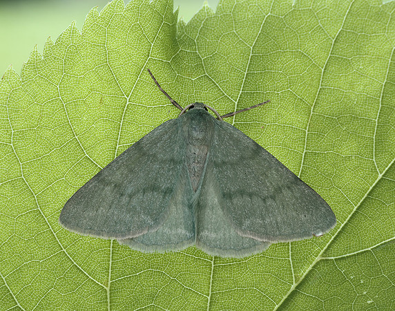 70.297 BF1665 Grass Emerald Pseudoterpna pruinata