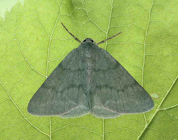 70.297 BF1665 Grass Emerald Pseudoterpna pruinata