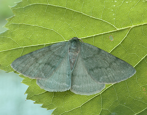 70.297 BF1665 Grass Emerald Pseudoterpna pruinata