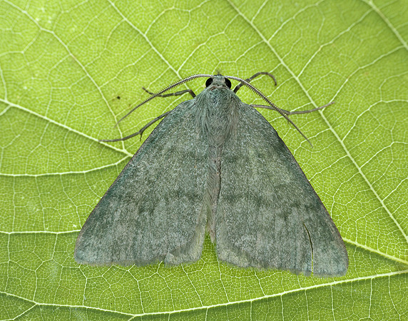 70.297 BF1665 Grass Emerald Pseudoterpna pruinata