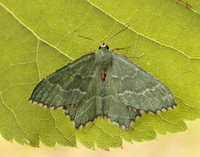 70.305 BF1669 Common Emerald Hemithea aestivaria