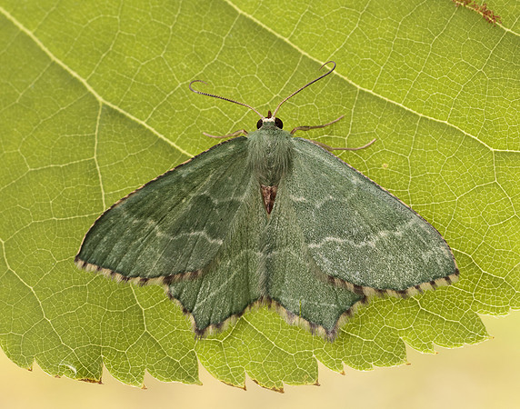 70.305 BF1669 Common Emerald Hemithea aestivaria