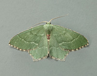 70.305 BF1669 Common Emerald Hemithea aestivaria