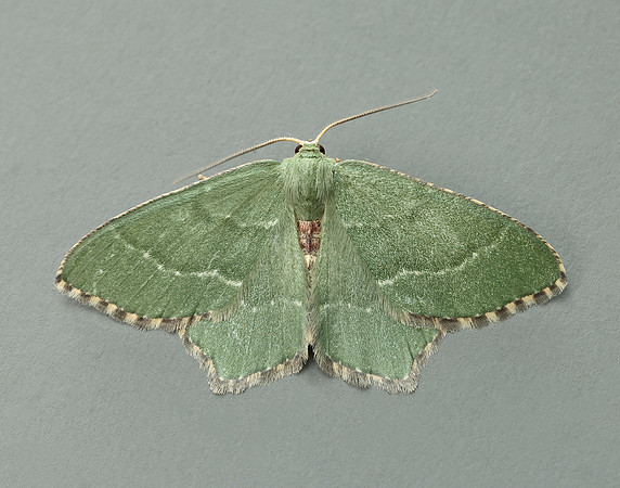 70.305 BF1669 Common Emerald Hemithea aestivaria
