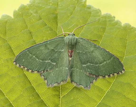 70.305 BF1669 Common Emerald Hemithea aestivaria