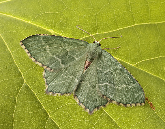 70.305 BF1669 Common Emerald Hemithea aestivaria