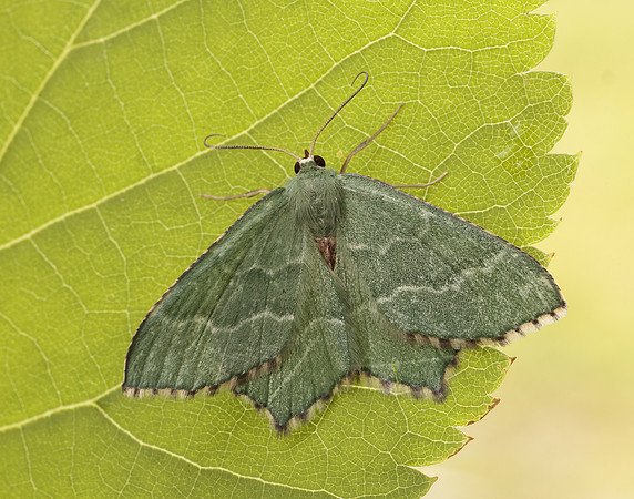 70.305 BF1669 Common Emerald Hemithea aestivaria