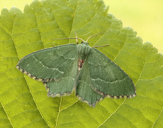 70.305 BF1669 Common Emerald Hemithea aestivaria