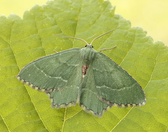 70.305 BF1669 Common Emerald Hemithea aestivaria