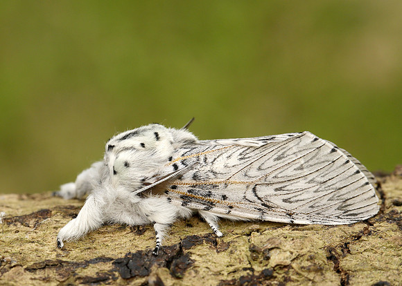 71.010 BF2014 Marbled Brown Drymonia dodonaea