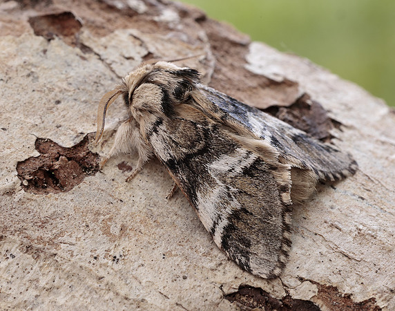 71.010 BF2014 Marbled Brown Drymonia dodonaea