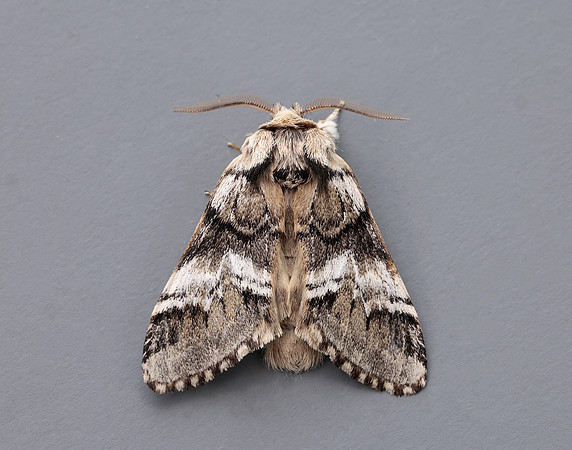 71.010 BF2014 Marbled Brown Drymonia dodonaea