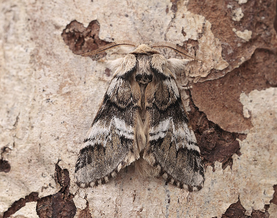 71.010 BF2014 Marbled Brown Drymonia dodonaea