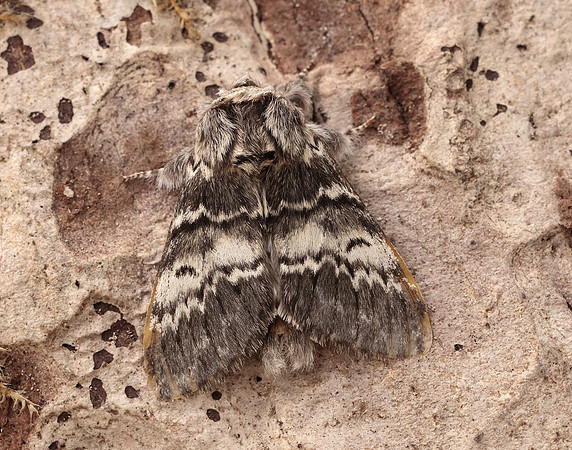 71.012 BF2000 Iron Prominent Notodonta dromedarius
