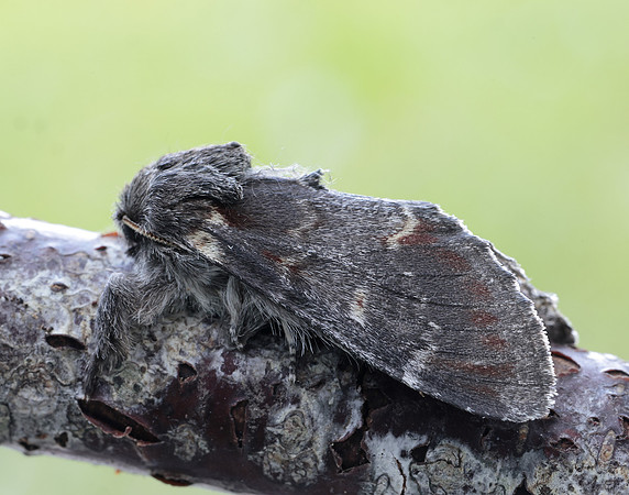 71.012 BF2000 Iron Prominent Notodonta dromedarius