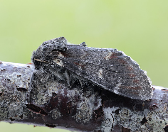 71.012 BF2000 Iron Prominent Notodonta dromedarius
