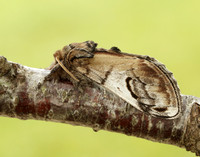 71.013 BF2003 Pebble Prominent Notodonta ziczac