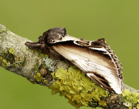 71.018 BF2006 Lesser Swallow Prominent Pheosia gnoma