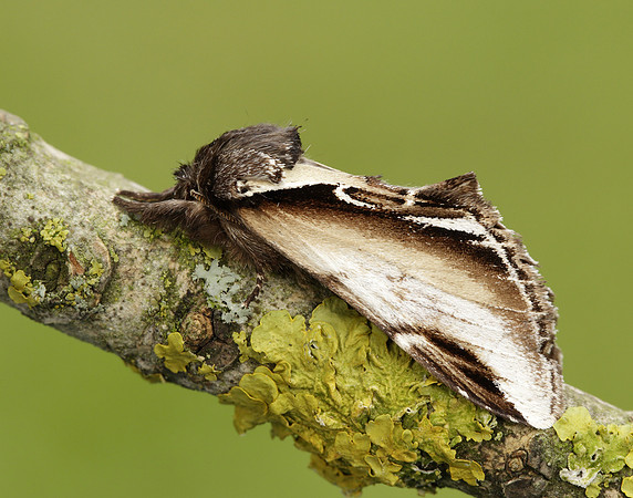 71.018 BF2006 Lesser Swallow Prominent Pheosia gnoma