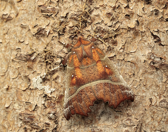 72.001 BF2469  Herald Scoliopteryx libatrix