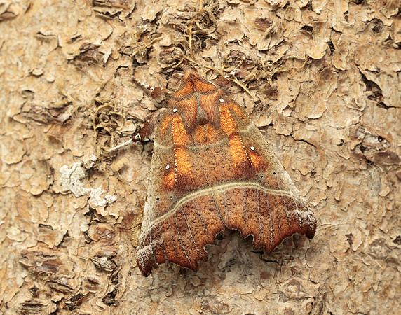 72.001 BF2469  Herald Scoliopteryx libatrix