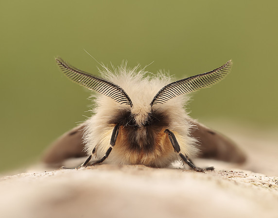 72.022 BF2063 Muslin Moth Diaphora mendica