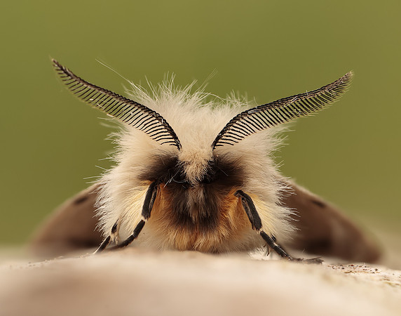72.022 BF2063 Muslin Moth Diaphora mendica